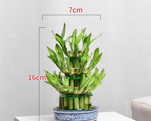 宝塔富贵竹的三层寓意（揭秘宝塔富贵竹的内涵与象征）