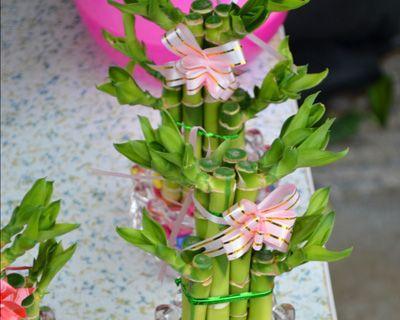 宝塔富贵竹的三层寓意(揭秘宝塔富贵竹的内涵与象征) 宝塔富贵竹的三层寓意(揭秘宝塔富贵竹的内涵与象征)