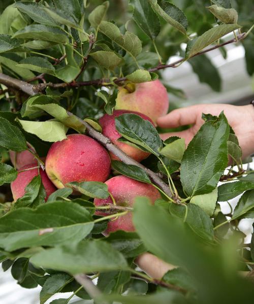 苹果什么时候采摘最佳?如何判断成熟度?