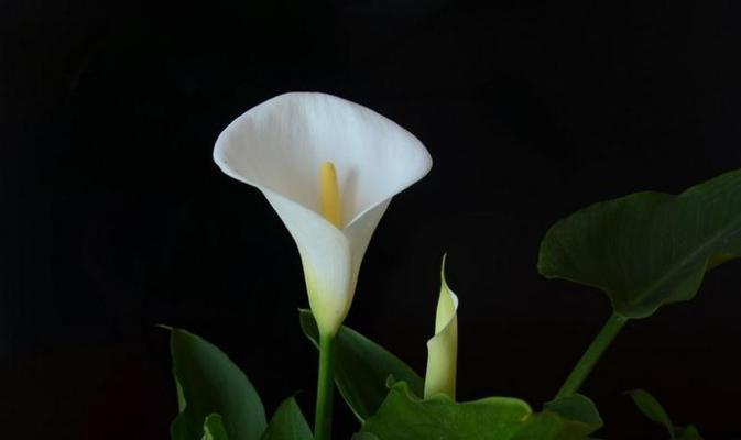 马蹄莲的花语解读（揭示马蹄莲花的深意）