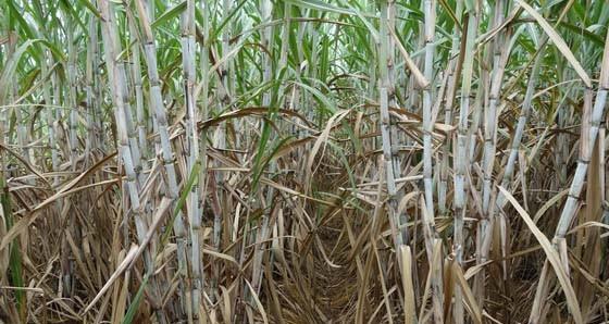 甘蔗冬天会冻死吗?如何保护甘蔗过冬?