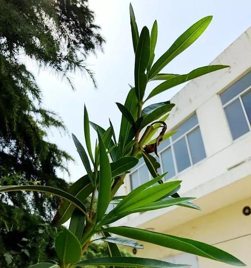 夹竹桃室内养殖可行吗?需要注意哪些事项?