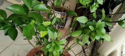 桔子树冬天掉叶子是正常现象吗?如何处理?