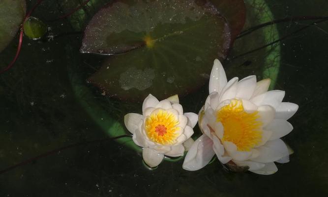 睡莲是水生植物吗？它们的生长环境和特点是什么？