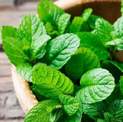 薄荷花语的传递（清新芳香）