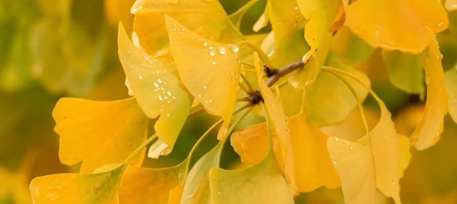 银杏叶的象征意义（秋季之美与坚韧生命力的代表——银杏叶）