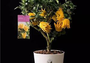 佛手柑养护方法是什么？如何解决常见问题？