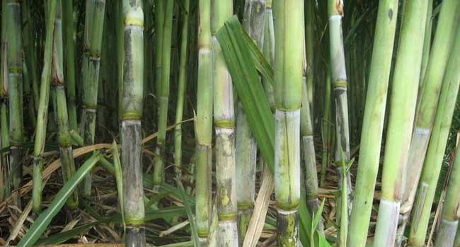 甘蔗种植的最佳季节是什么时候？如何确保高产？