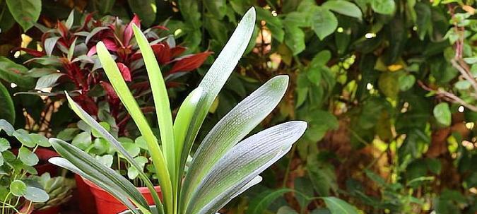 君子兰突然开花（探索君子兰开花背后的象征意义）
