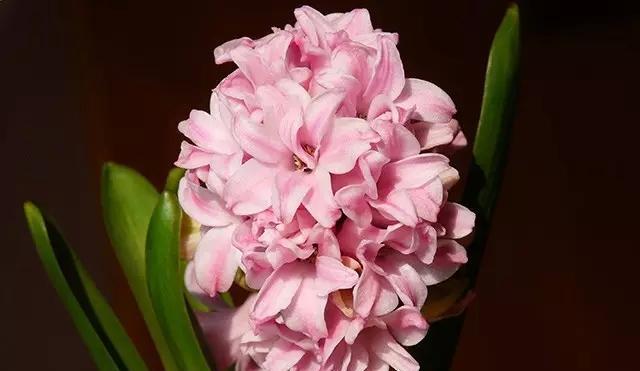 十大浪漫花语的传承与表达（深情厚意）