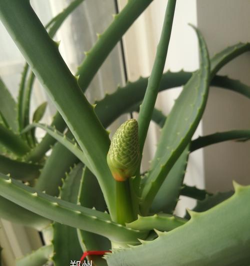 芦荟绽放的美丽与寓意（探寻芦荟开花之美与象征意义）