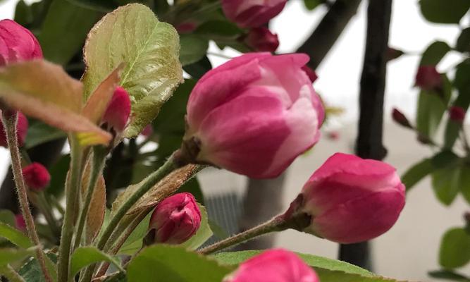 海棠花的花语与寓意（探寻海棠花的含义与象征）