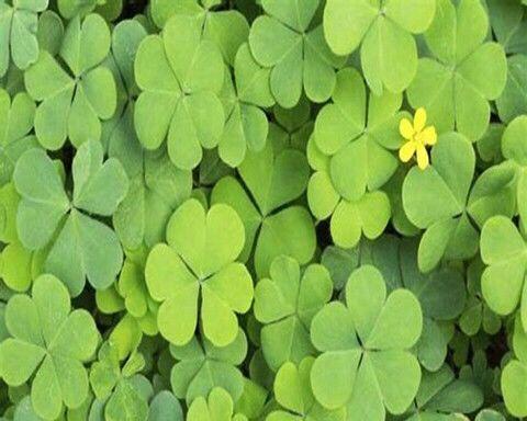 四叶草真的会开花吗？开花时是什么样子的？