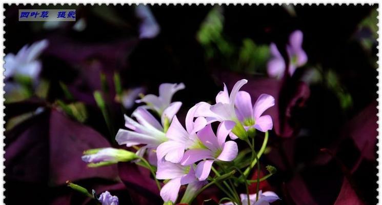 四叶草真的会开花吗？开花时是什么样子的？