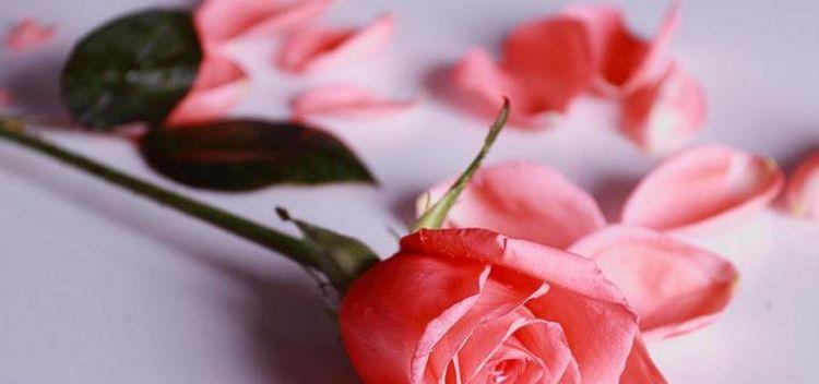 粉色玫瑰花的花语(传递爱与温柔的粉色玫瑰花语)