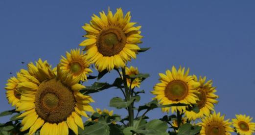 小向日葵的花语和寓意（太阳的守望者——小向日葵）