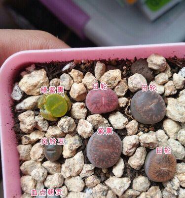 生石花花语（探寻生石花的花语和隐藏的意义）