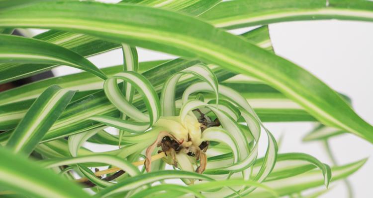 吊兰耐阴吗?作为耐阴植物有哪些特点?