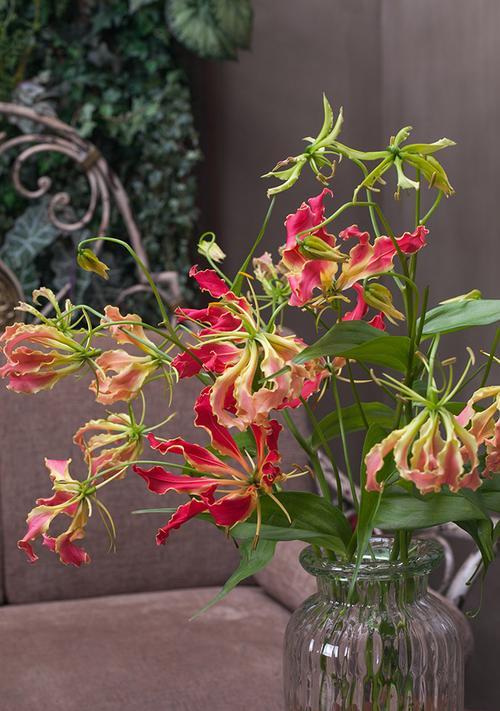 虎尾草的花语（传达内心的力量）