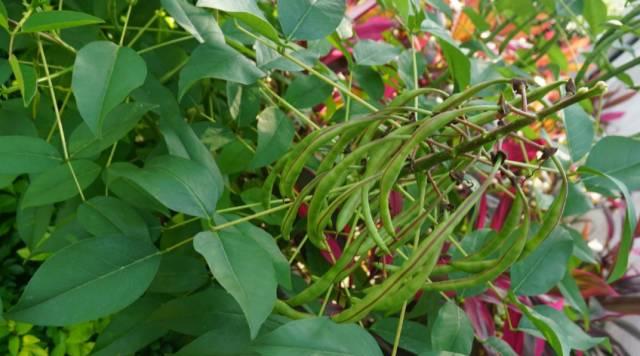 虎尾草的花语（传达内心的力量）