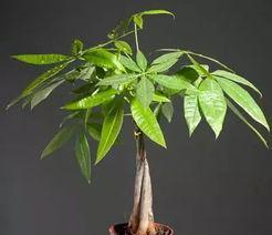 公司养什么植物旺财？哪些植物能带来财运？