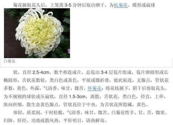 白百合花的花语是什么?它寓意着什么? 白百合花的花语是什么?它寓意着什么?