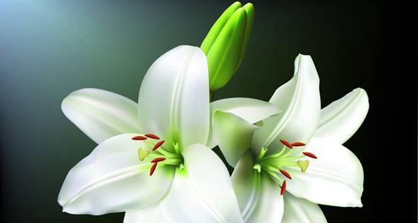 白百合花的花语是什么？它寓意着什么？
