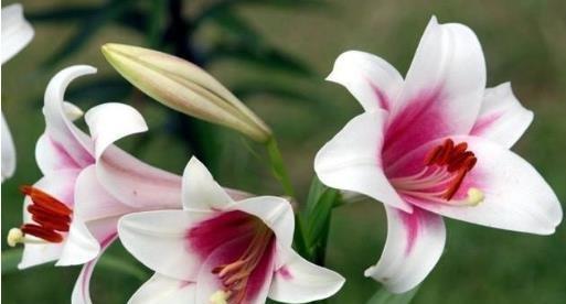 白百合花的花语是什么?它寓意着什么? 白百合花的花语是什么?它寓意着什么?