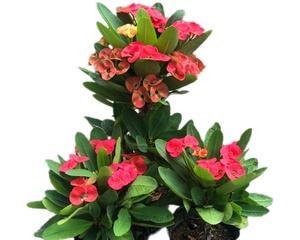 虎刺梅能净化空气吗？它真的能吸收甲醛吗？