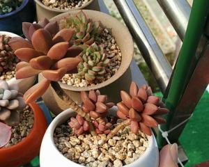 姬胧月怎么养爆头?爆头技巧和养护要点是什么?