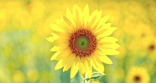 向日葵的花语与意义（太阳般的坚强与希望）