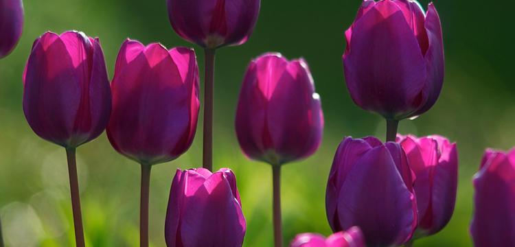 紫色郁金香的花语与寓意（探索紫色郁金香的象征意义与文化传承）