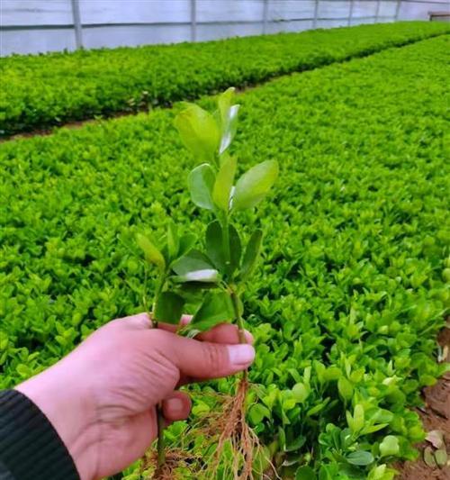 黄杨扦插的最佳时间是什么时候？如何提高扦插成活率？