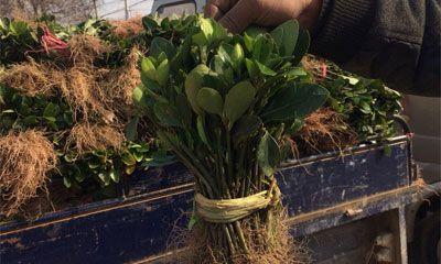 黄杨扦插的最佳时间是什么时候？如何提高扦插成活率？