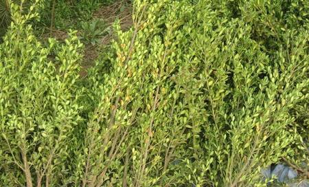 黄杨扦插的最佳时间是什么时候？如何提高扦插成活率？