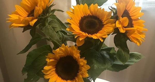 向日葵水养方法是什么？水养向日葵需要注意什么？