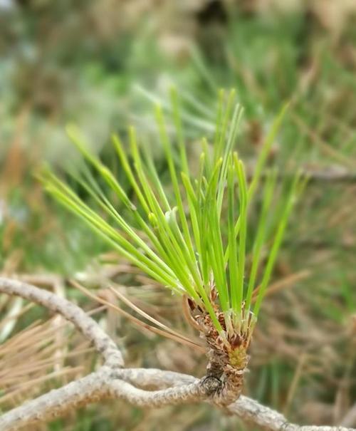 青松属于什么植物类别？青松的分类特点是什么？