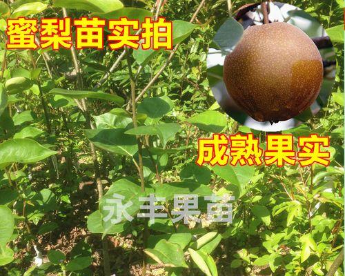 梨树苗什么品种最好？如何选择适合的梨树品种？