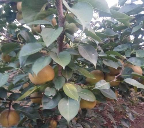 梨树苗什么品种最好？如何选择适合的梨树品种？