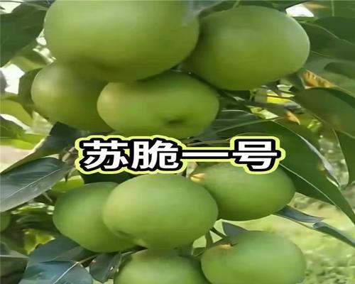 梨树苗什么品种最好？如何选择适合的梨树品种？