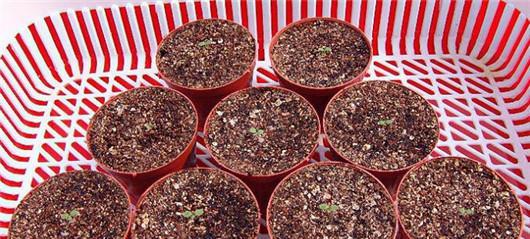 矮牵牛留种子的正确方法是什么？步骤有哪些？