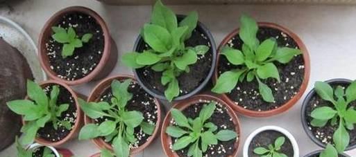 矮牵牛留种子的正确方法是什么？步骤有哪些？