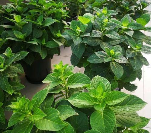 绣球一年能长多少？了解其生长速度和养护技巧