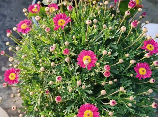 玛格丽特花期是什么时候？如何正确判断和养护？