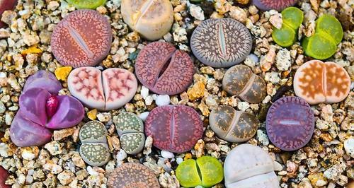 生石花多久开花一次？如何促进其开花周期？