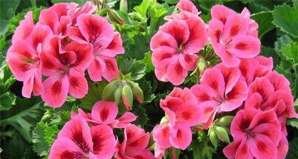 天竺葵怎么养？养殖过程中需要注意什么？