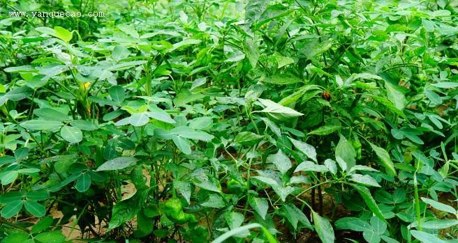 辣椒几月份种植最合适？如何确保高产？