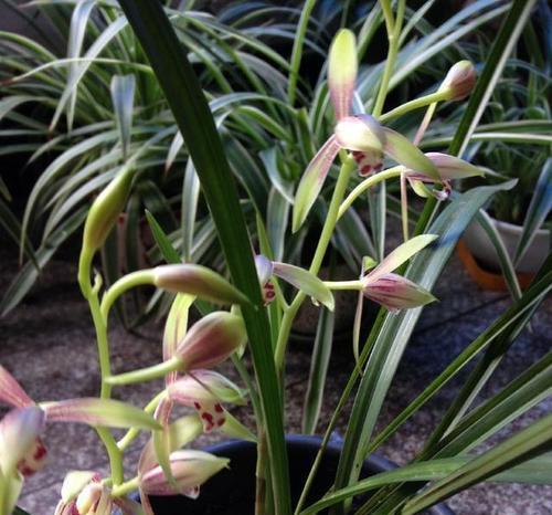 兰草多久开花一次？如何正确养护以促进花期？