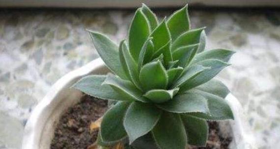 观音莲如何正确浇水？掌握浇水技巧避免烂根！