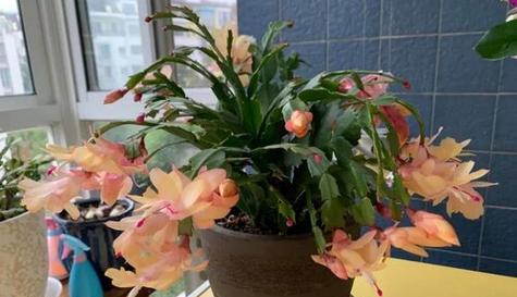 蟹爪兰换盆的最佳时机是什么时候？换盆后如何护理？